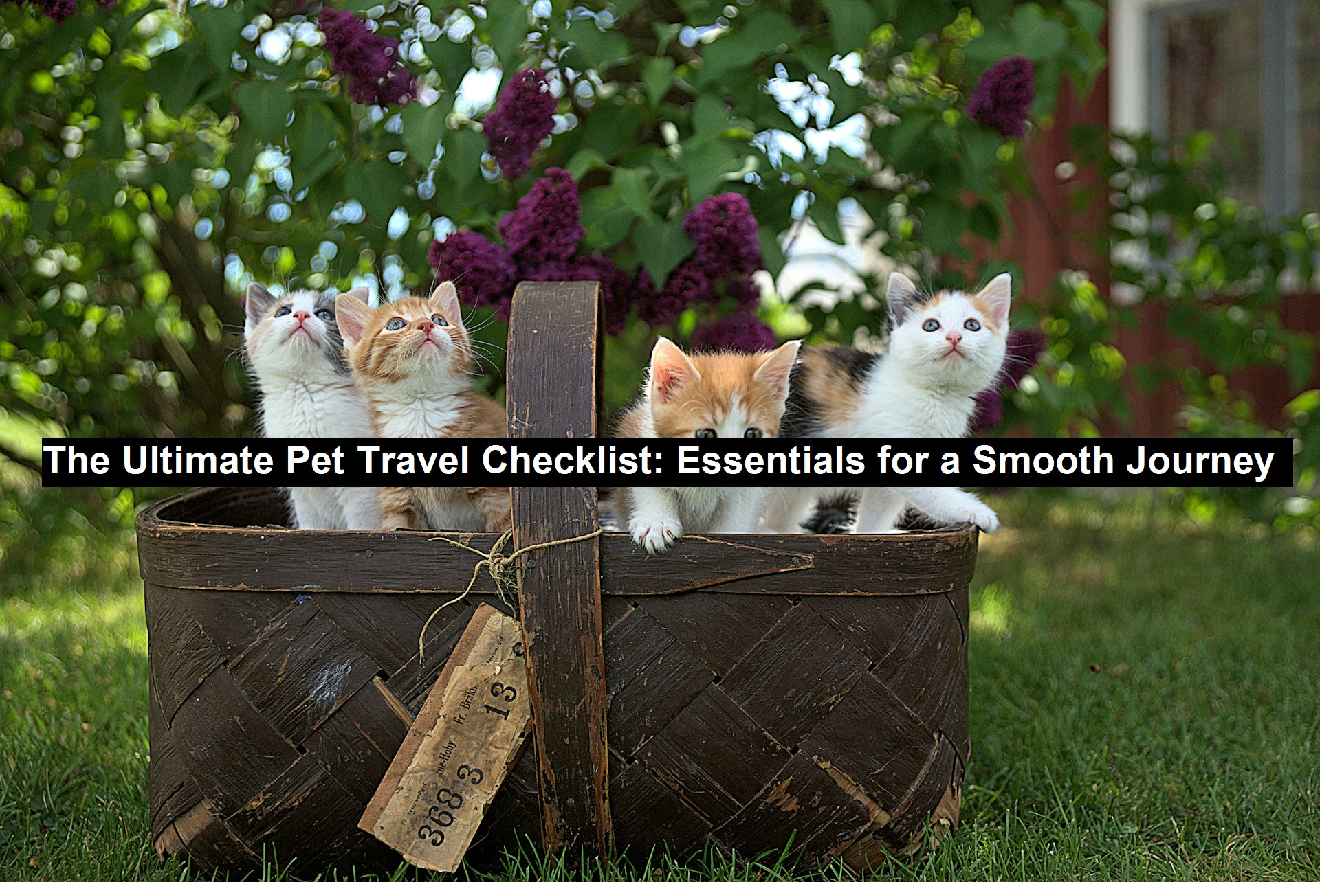 Photo inspiration: Pet Travel Essentials For Flights Reference: The Ultimate Pet Travel Checklist Essentials For A Smooth Journey